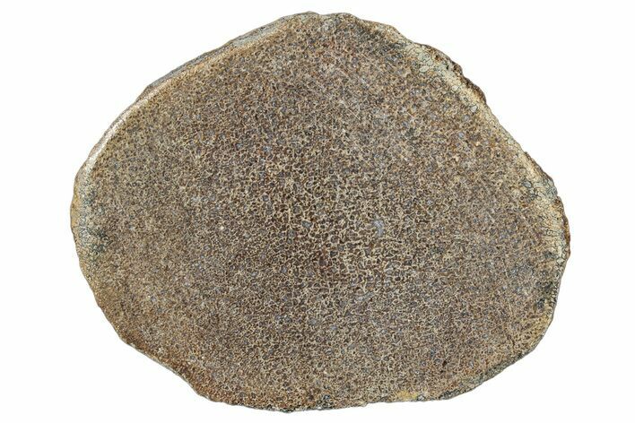 Polished Dinosaur Bone (Gembone) Slab - Morocco #290301